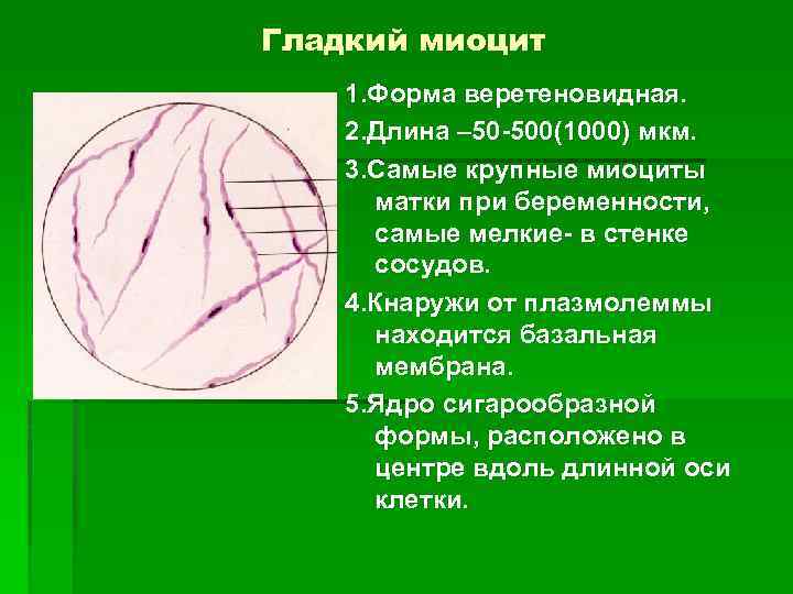 Гладкий миоцит 1. Форма веретеновидная. 2. Длина – 50 -500(1000) мкм. 3. Самые крупные