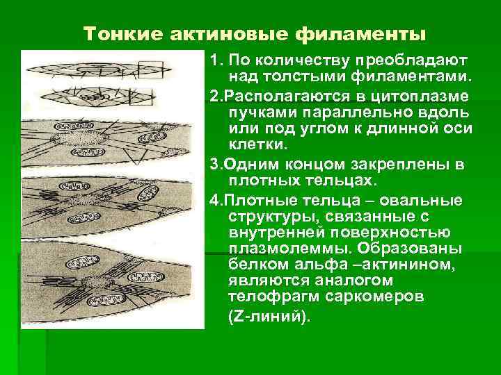 Тонкие актиновые филаменты 1. По количеству преобладают над толстыми филаментами. 2. Располагаются в цитоплазме