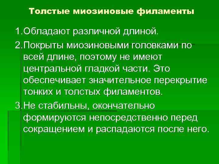 Толстые миозиновые филаменты 1. Обладают различной длиной. 2. Покрыты миозиновыми головками по всей длине,