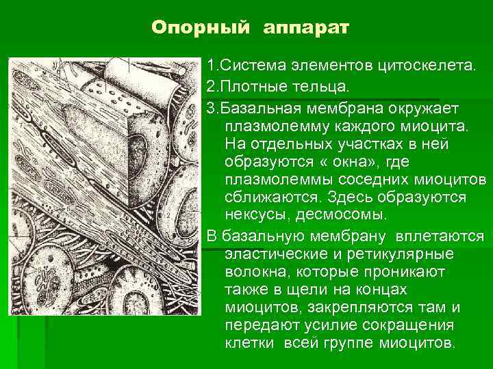 Опорный аппарат 1. Система элементов цитоскелета. 2. Плотные тельца. 3. Базальная мембрана окружает плазмолемму