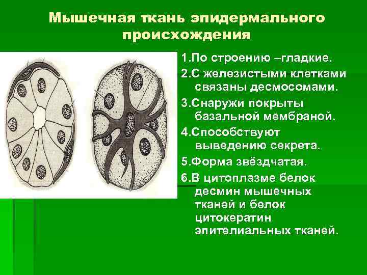 Мышечная ткань эпидермального происхождения 1. По строению –гладкие. 2. С железистыми клетками связаны десмосомами.