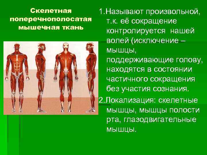 Скелетная 1. Называют произвольной, поперечнополосатая т. к. её сокращение мышечная ткань контролируется нашей волей