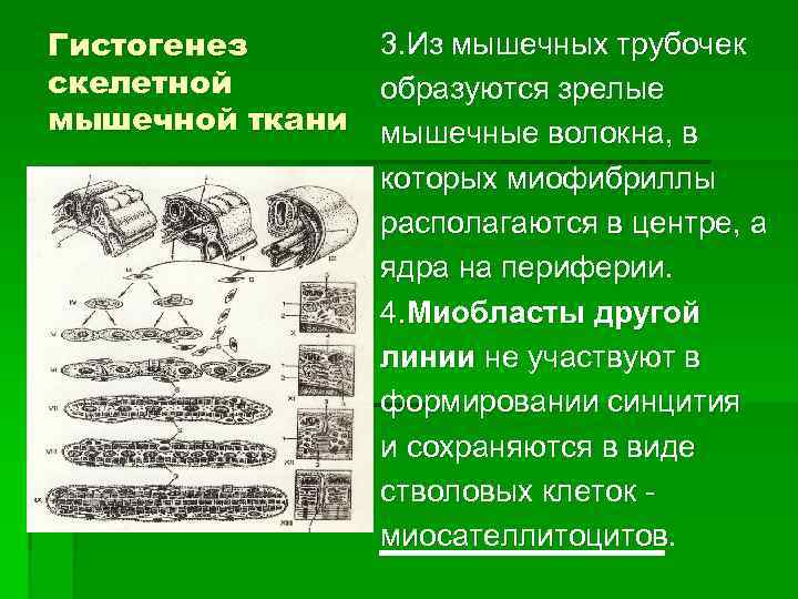 3. Из мышечных трубочек Гистогенез скелетной образуются зрелые мышечной ткани мышечные волокна, в которых