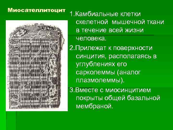 Миосателлитоцит 1. Камбиальные клетки скелетной мышечной ткани в течение всей жизни человека. 2. Прилежат