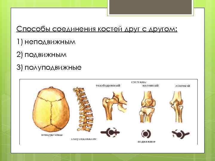 Способы соединения костей друг с другом: 1) неподвижным 2) подвижным 3) полуподвижные 