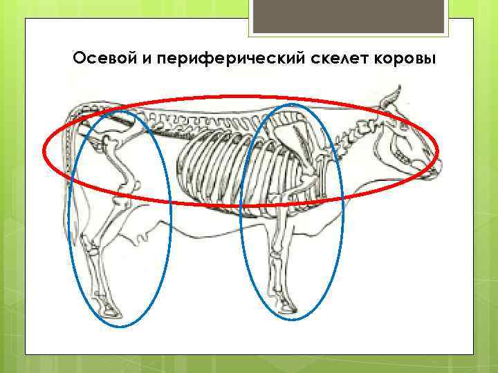 Осевой и периферический скелет коровы 