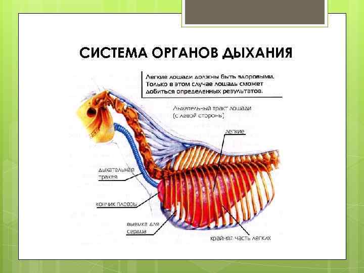 СИСТЕМА ОРГАНОВ ДЫХАНИЯ 