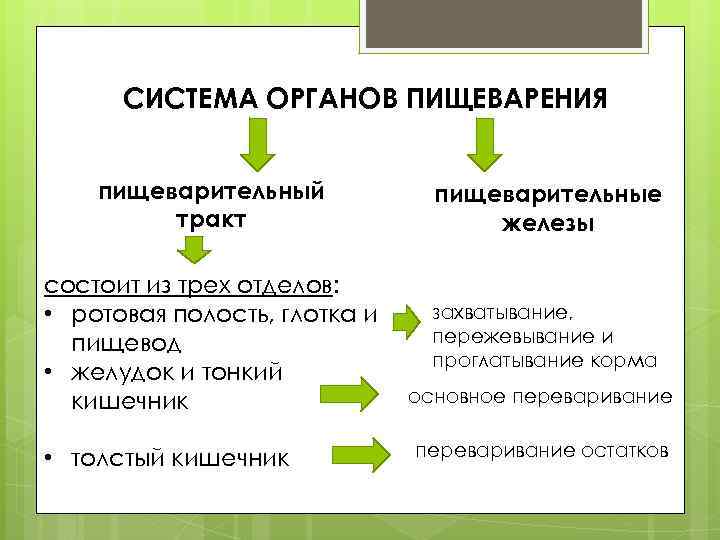 СИСТЕМА ОРГАНОВ ПИЩЕВАРЕНИЯ пищеварительный тракт пищеварительные железы состоит из трех отделов: • ротовая полость,