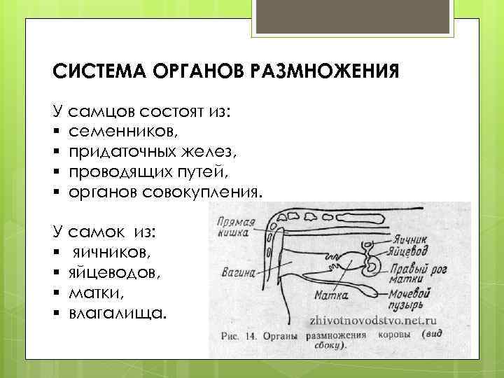 Презентация система органов размножения