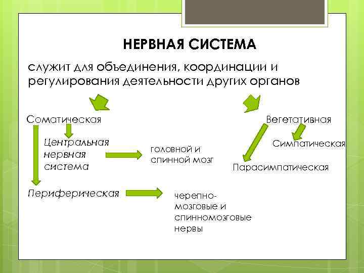 НЕРВНАЯ СИСТЕМА служит для объединения, координации и регулирования деятельности других органов Соматическая Центральная нервная