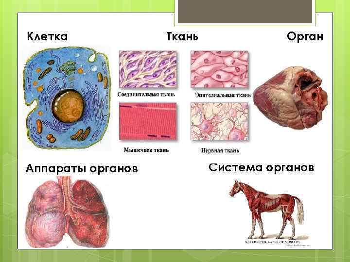 Клетка Аппараты органов Ткань Орган Система органов 