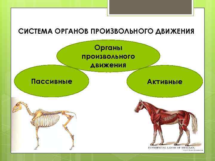 СИСТЕМА ОРГАНОВ ПРОИЗВОЛЬНОГО ДВИЖЕНИЯ Органы произвольного движения Пассивные Активные 