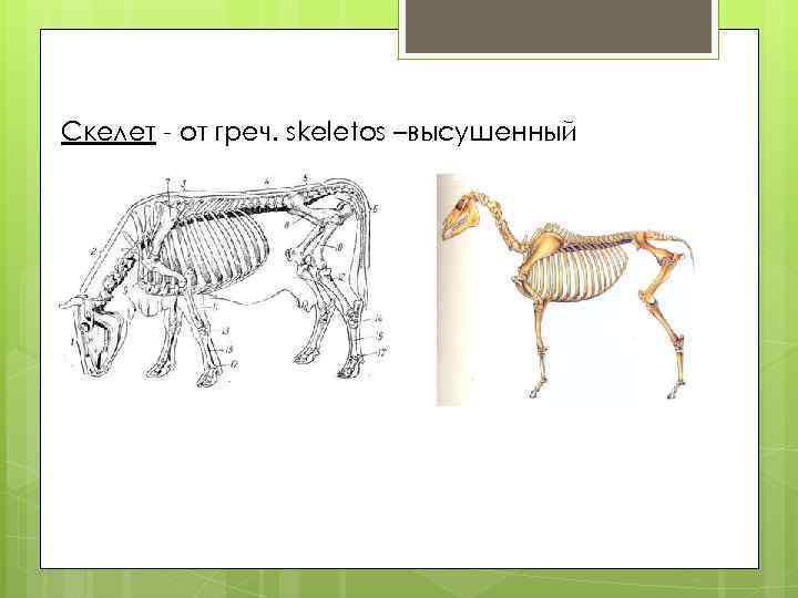 Скелет - от греч. skeletos –высушенный 