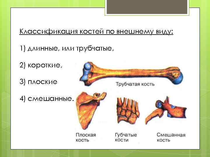 Классификация костей по внешнему виду: 1) длинные, или трубчатые, 2) короткие, 3) плоские 4)