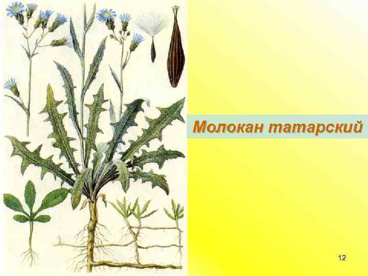 Молокан татарский 12 