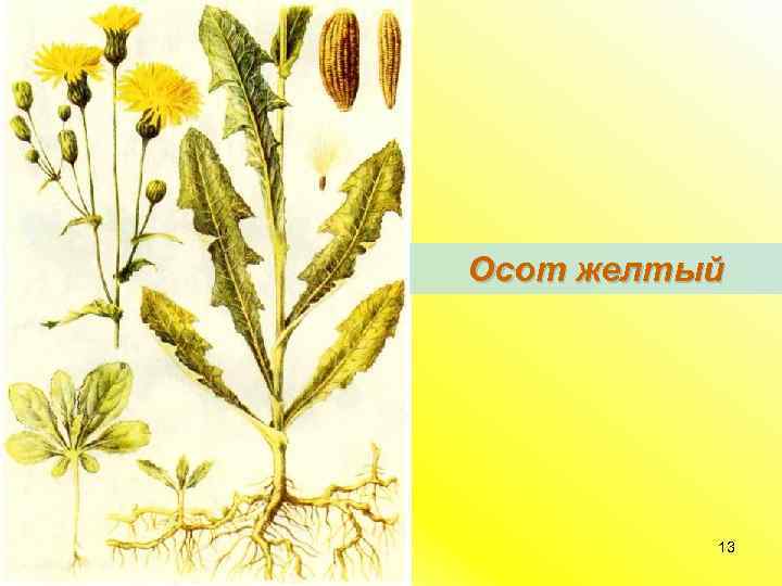 Осот желтый 13 