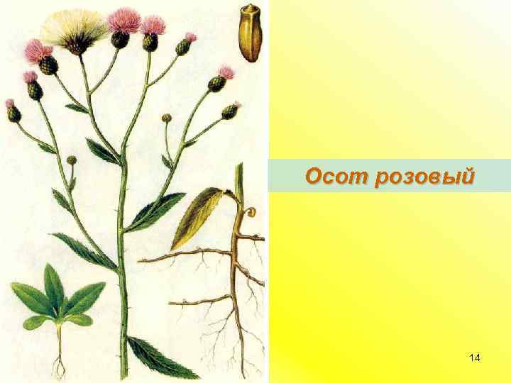 Осот розовый 14 