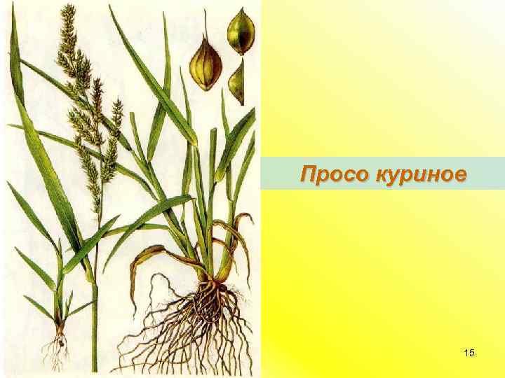 Просо куриное 15 