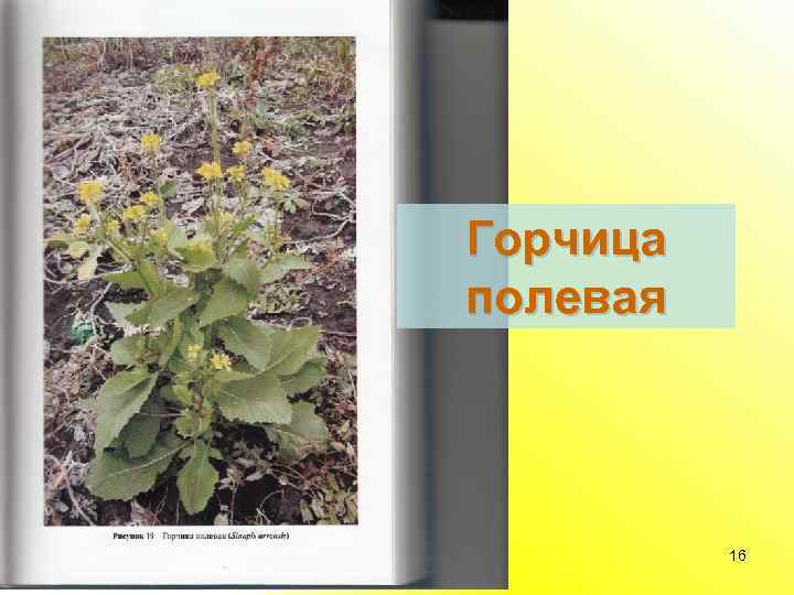 Горчица полевая 16 