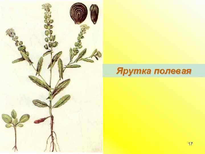 Ярутка полевая 17 