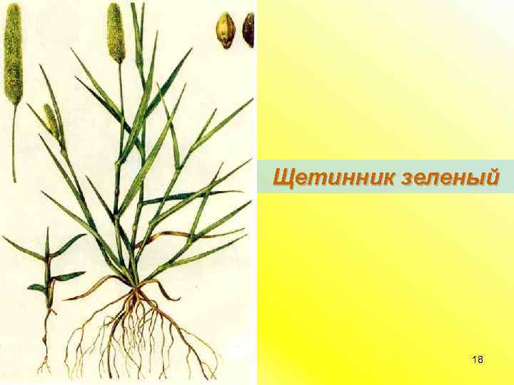 Щетинник зеленый 18 