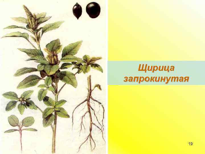 Щирица запрокинутая 19 