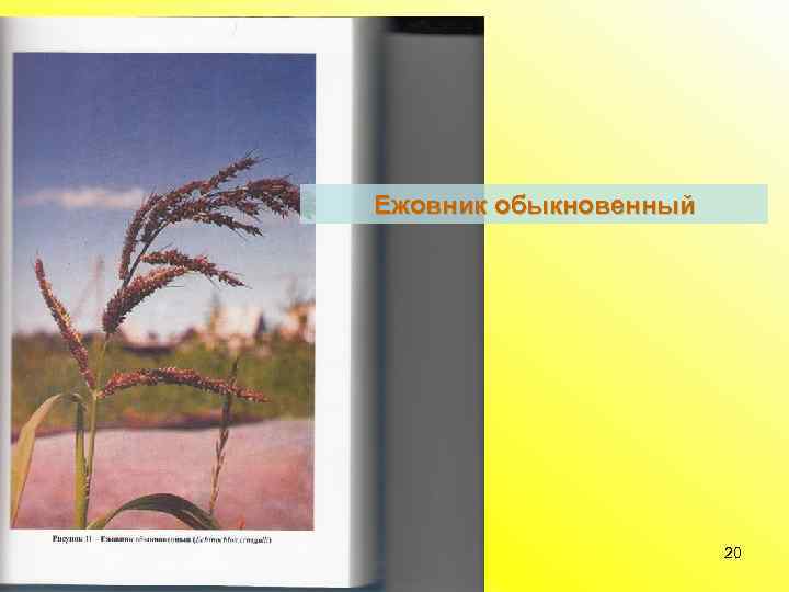 Ежовник обыкновенный 20 