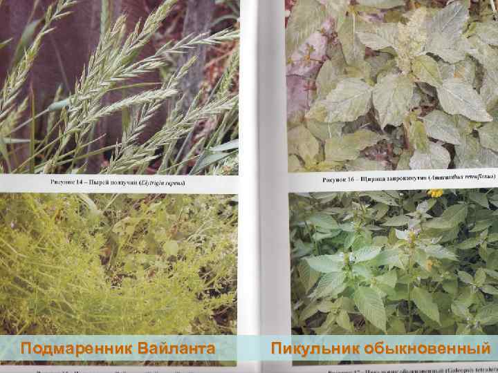 Подмаренник Вайланта 22 Пикульник обыкновенный 