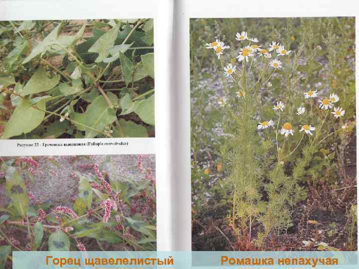 Горец щавелелистый 24 Ромашка непахучая 