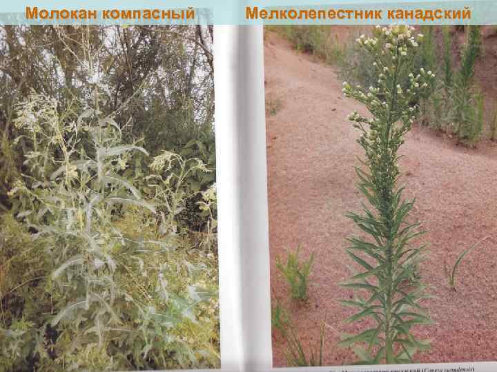 Молокан компасный Мелколепестник канадский 25 