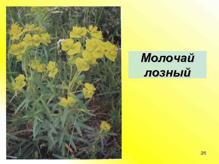 Молочай лозный 26 