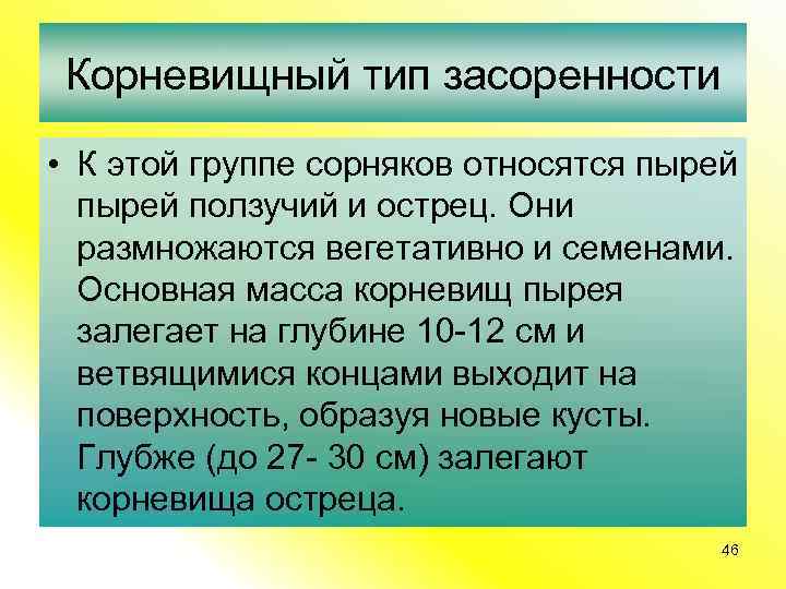 Корневищный тип засоренности • К этой группе сорняков относятся пырей ползучий и острец. Они