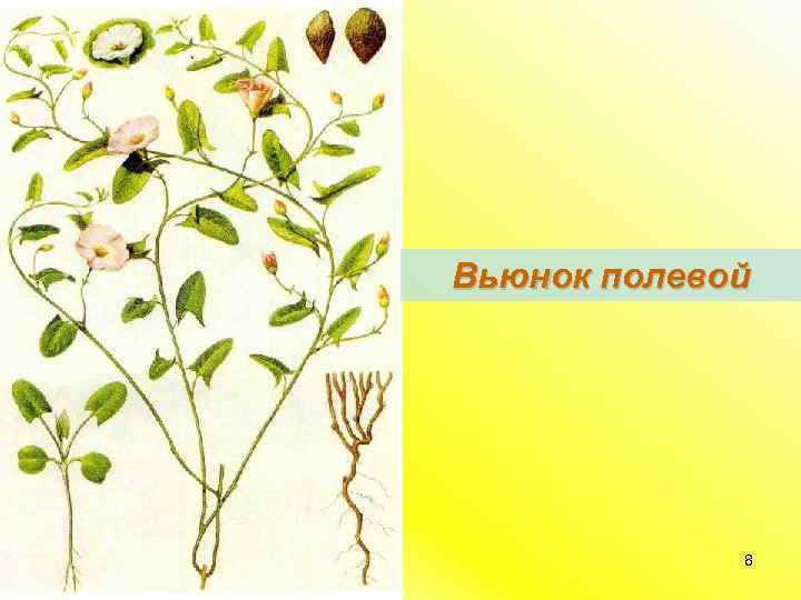 Вьюнок полевой 8 