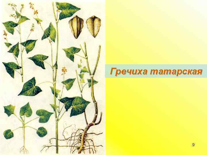 Гречиха татарская 9 
