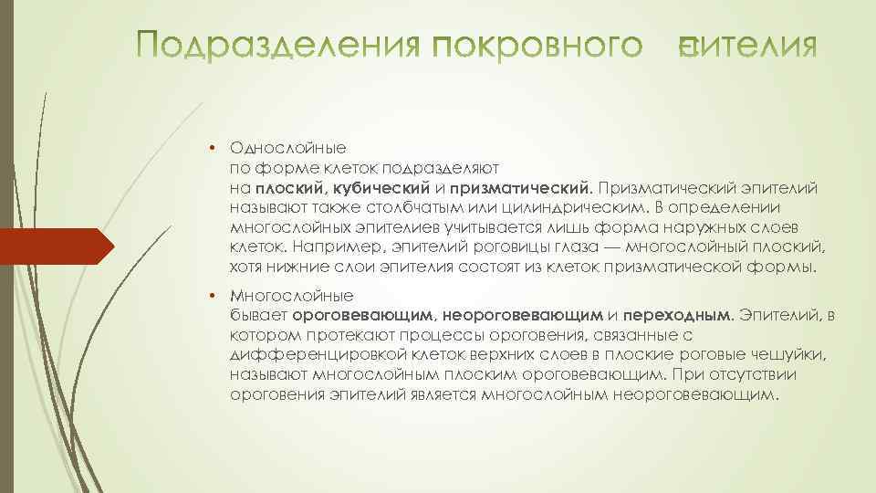  • Однослойные по форме клеток подразделяют на плоский, кубический и призматический. Призматический эпителий