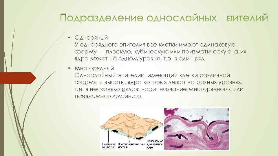  • Одноряный У однорядного эпителия все клетки имеют одинаковую форму — плоскую, кубическую