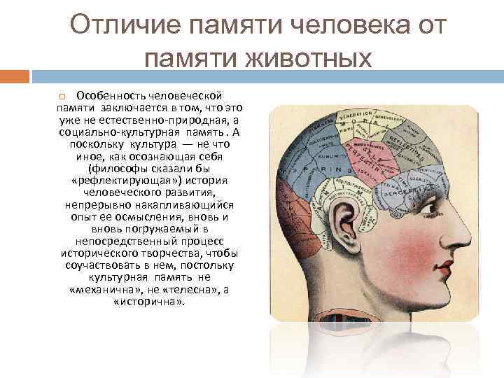 Отличие памяти человека от памяти животных Особенность человеческой памяти заключается в том, что это