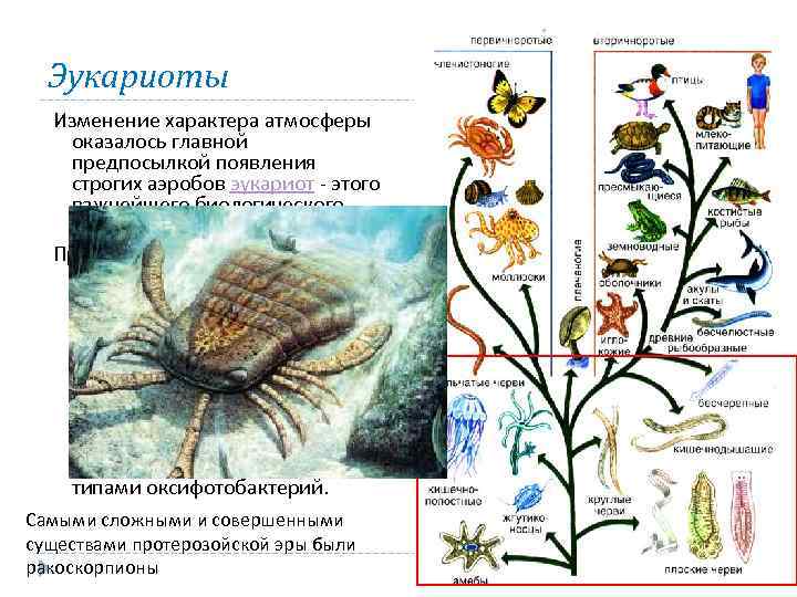 Грибы эукариоты. Появление первых эукариот Эра. Протерозойская Эра эукариоты. Причины эволюции эукариот. Эукариоты возникли в протерозойскую эру.