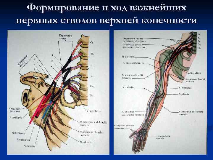 Формирование и ход важнейших нервных стволов верхней конечности 