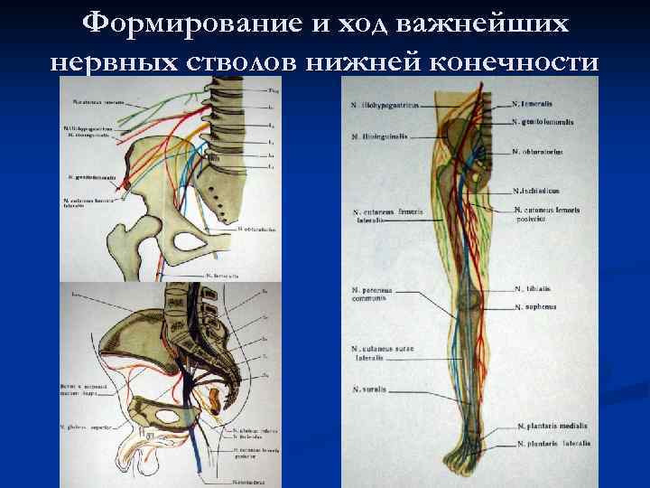 Формирование и ход важнейших нервных стволов нижней конечности 