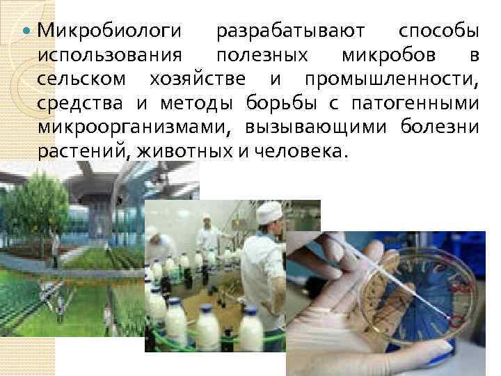 Микробиологи разрабатывают способы использования полезных микробов в сельском хозяйстве и промышленности, средства и