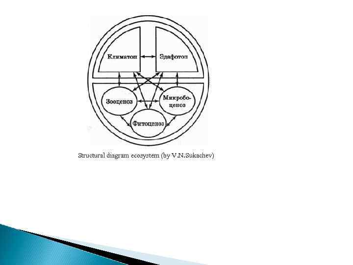 Structural diagram ecosystem (by V. N. Sukachev) 