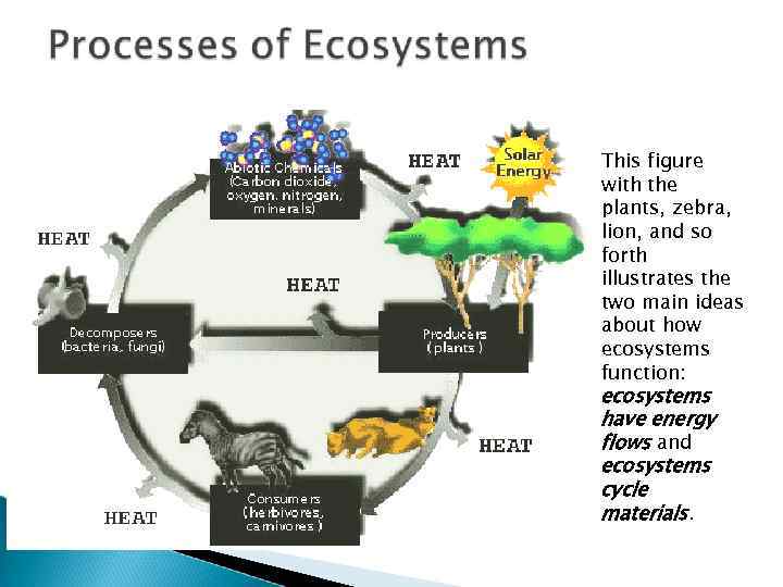 This figure with the plants, zebra, lion, and so forth illustrates the two main