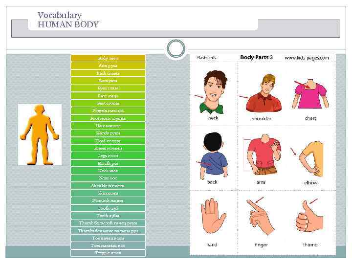 Vocabulary HUMAN BODY Body тело Arm рука Back спина Ears уши Eyes глаза Face