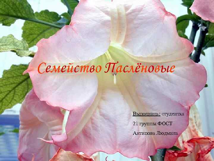 Семейство Паслёновые Выполнила: студентка 21 группы ФОСТ Антипова Людмила 