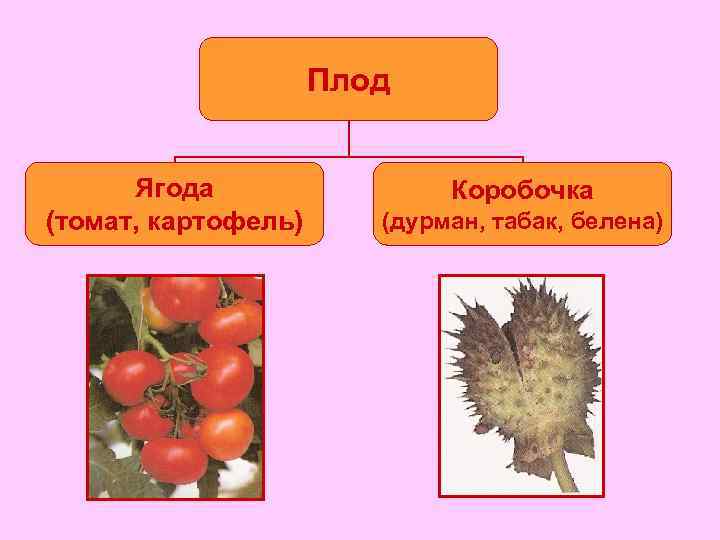 Плод картофеля называют ответ. Плод картофеля ягода. Картофель Тип плода. Плод коробочка. Тип плода ягода.