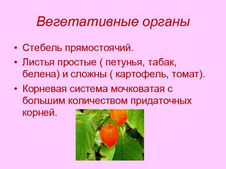 Стебель вегетативный орган