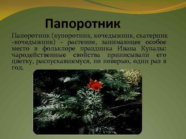 Папоротник (купоротник, кочедыжник, скатерник -кочедыжник) - растение, занимающее особое место в фольклоре праздника Ивана