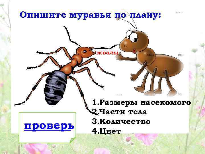 Сколько слов в слове муравей. Строение насекомых муравей. Строение муравья. Части тела муравья. Строение муравья в картинках.