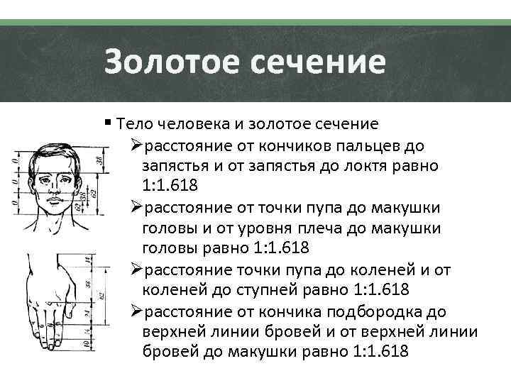 Проект золотое сечение в теле человека